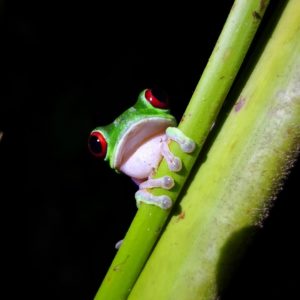 Night Walk Red-Eyed Frog - 2