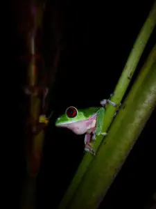 Night Walk Red-Eyed Frog