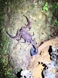 Night Walk Scorpion